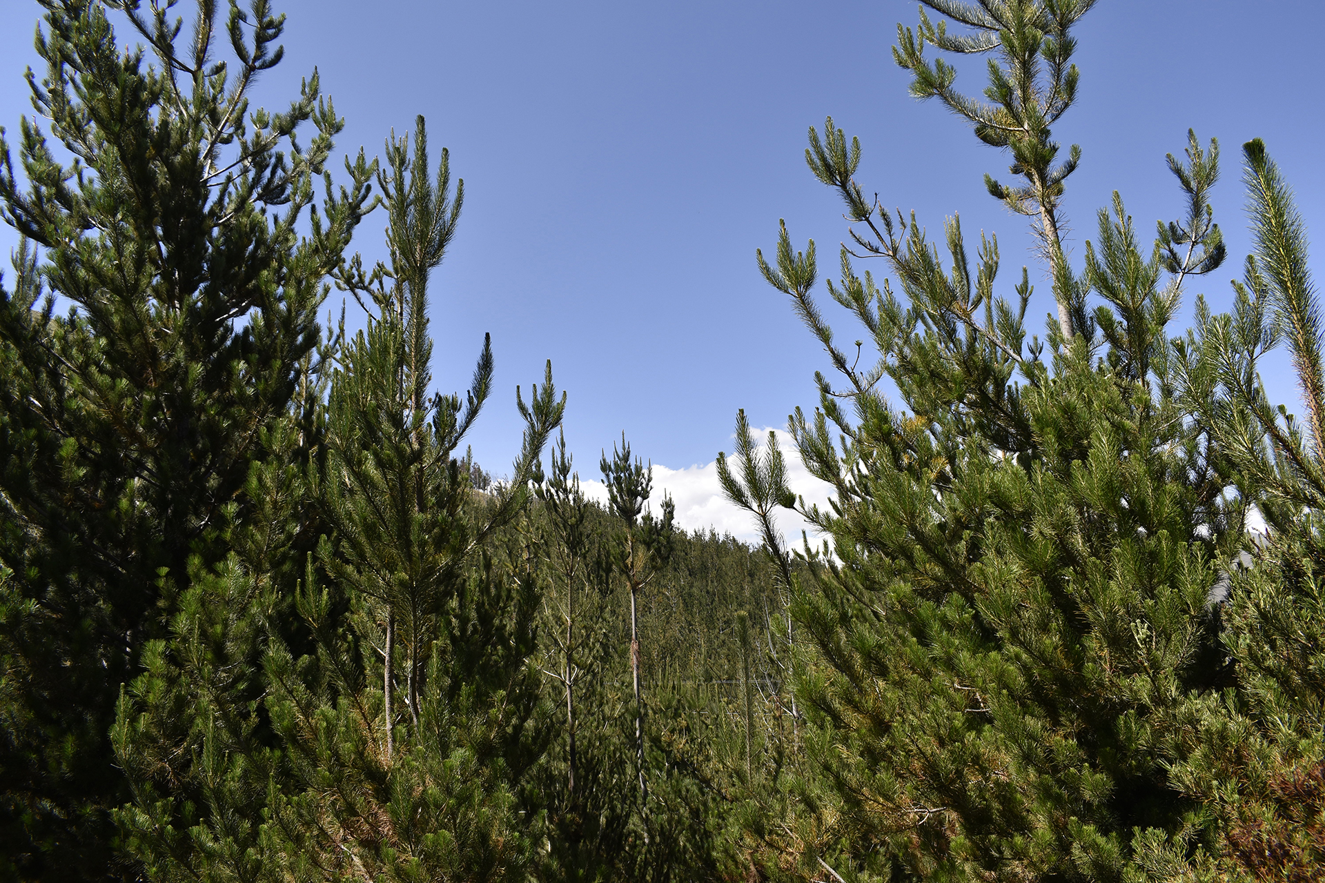 Parque de los Pinos